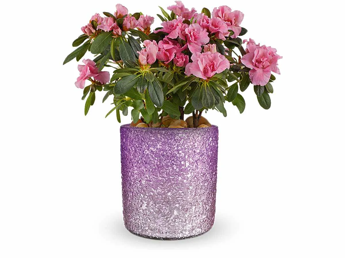 Blooming Sparkle Azalea Plant