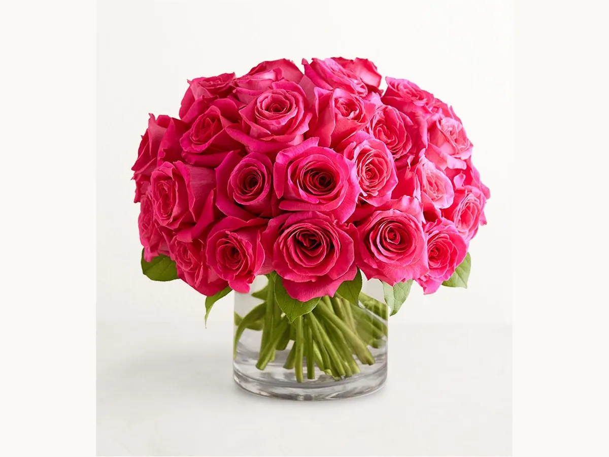Hot Pink Roses — Elite