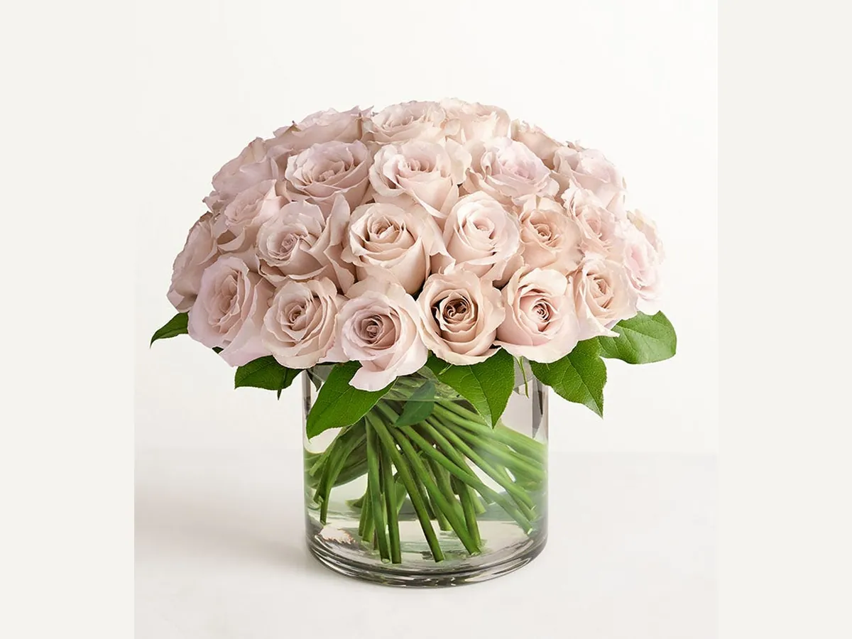 Sand Rose Classic — Elite
