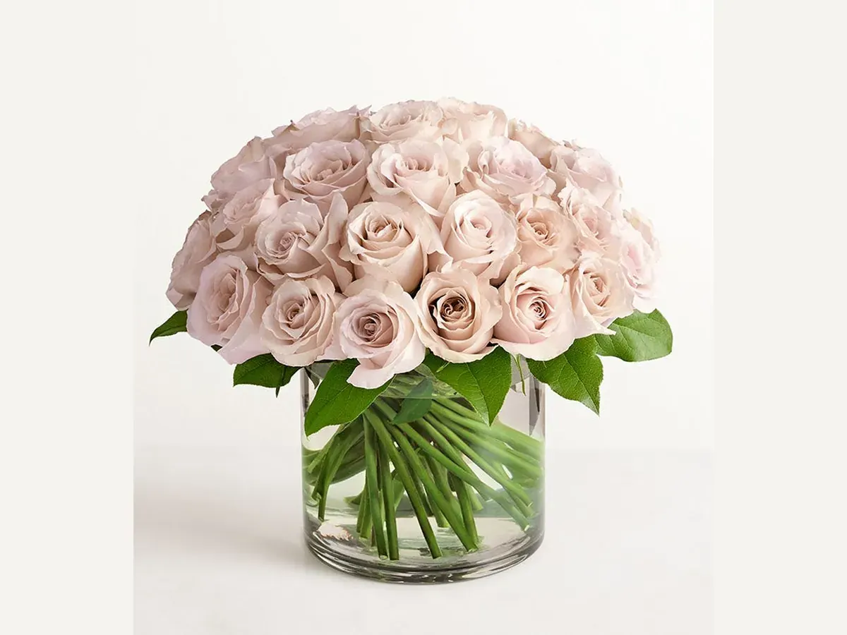 Sand Rose Classic — Elite