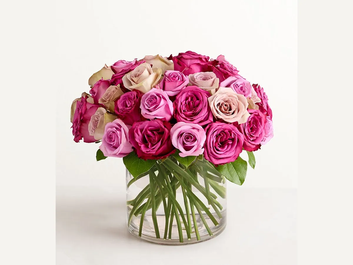 Shades of Lavender Roses — Elite