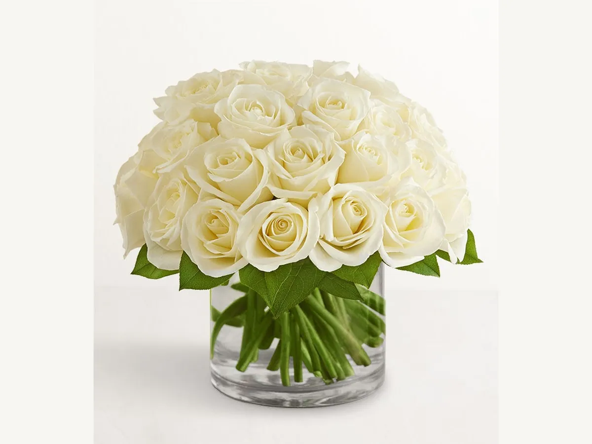 Classic White Roses — Elite