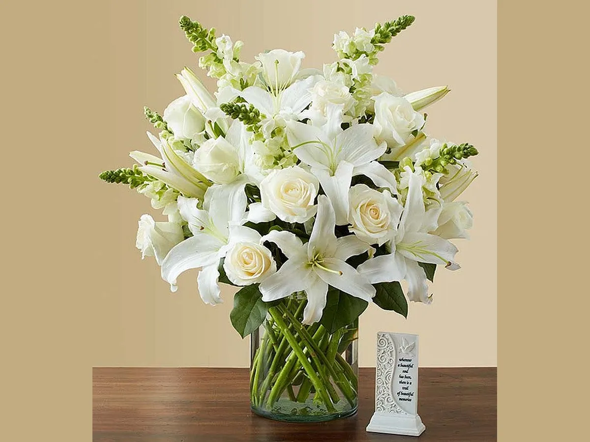 Comfort in White — Elite