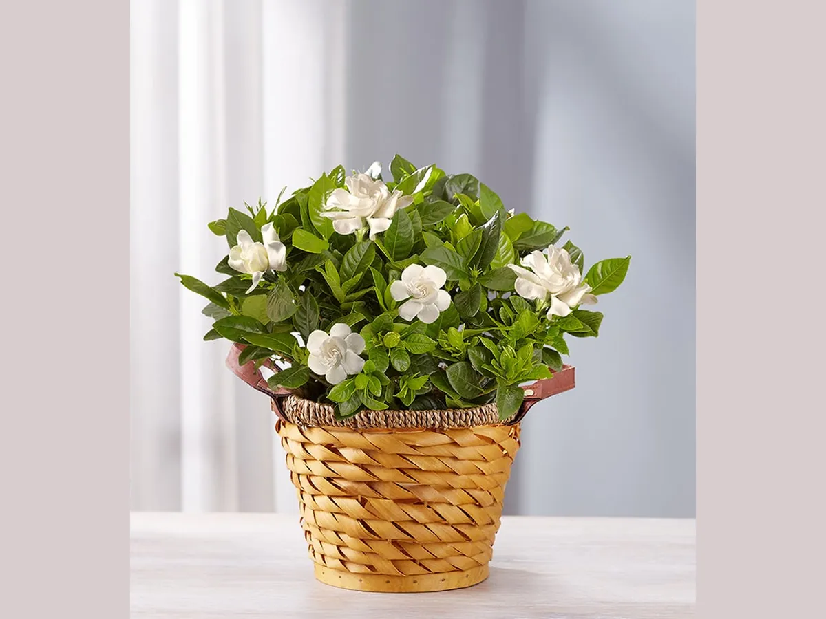 Gardenia Remembrance — Deluxe