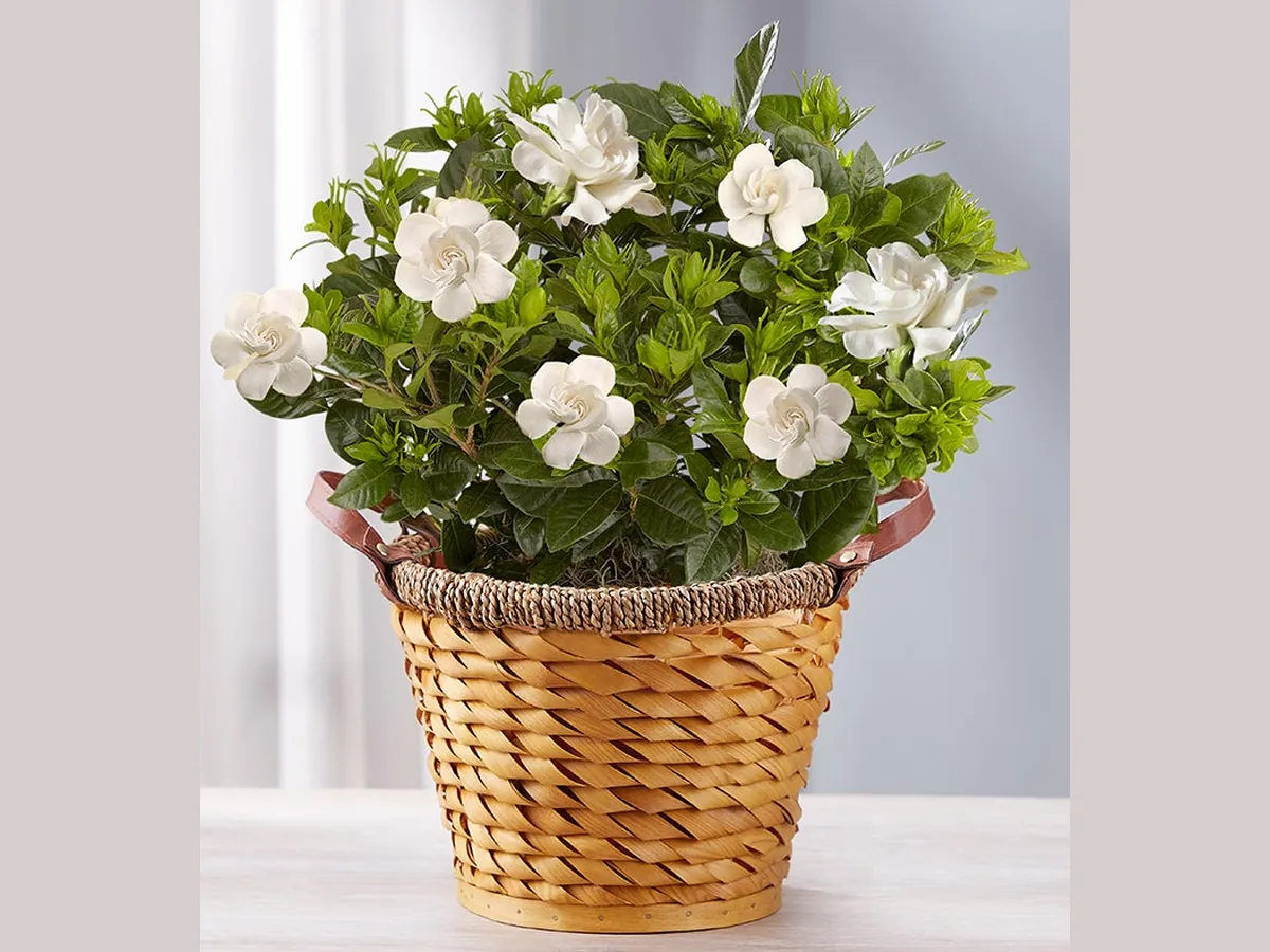 Gardenia Remembrance — Elite